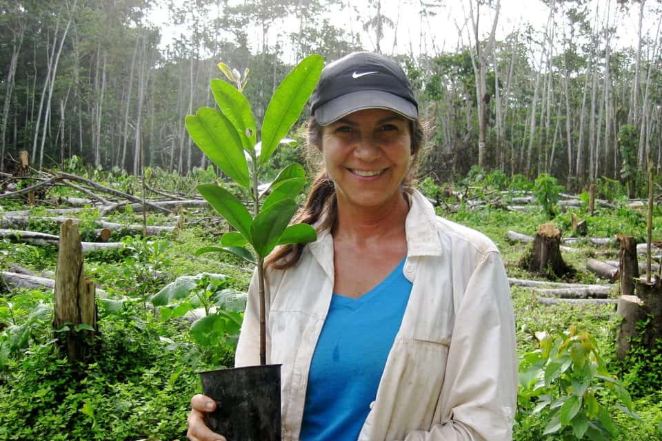 Donate to restore endangered essential oil trees in Amazon Rainforests